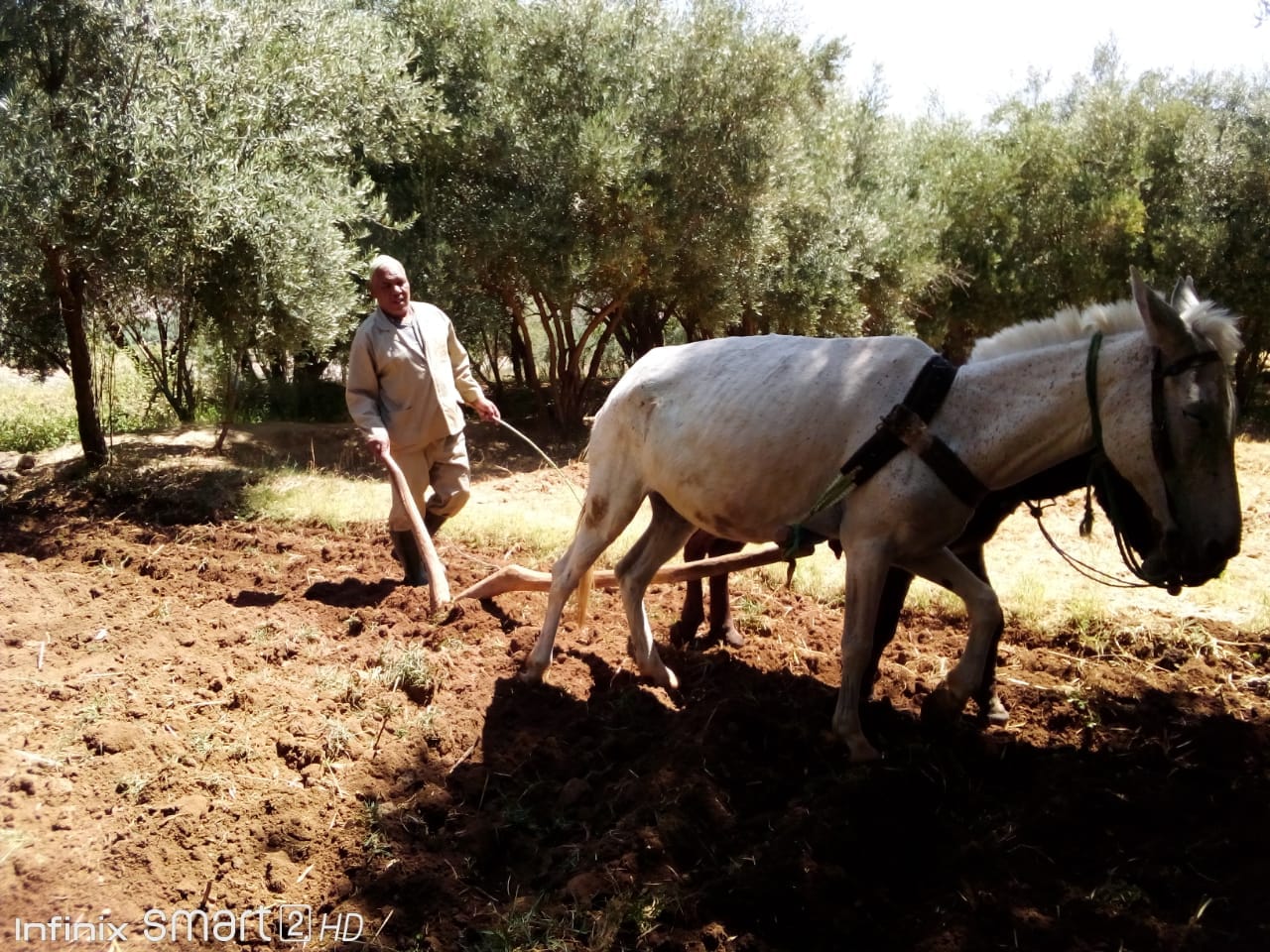 Art and Culture of Morocco A Living Tapestry of Tradition and Creativity