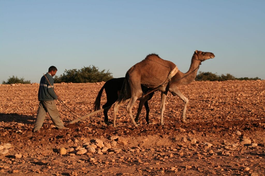 Amazigh Agriculture