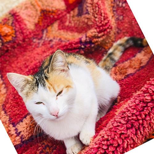 Moroccan Amazigh Weaving