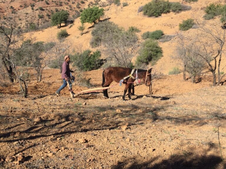 Agriculture in Amazigh Tribes