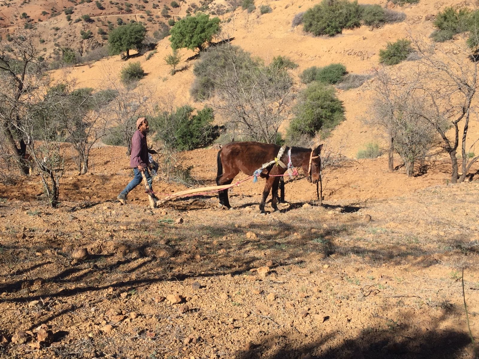 Agriculture in Amazigh Tribes