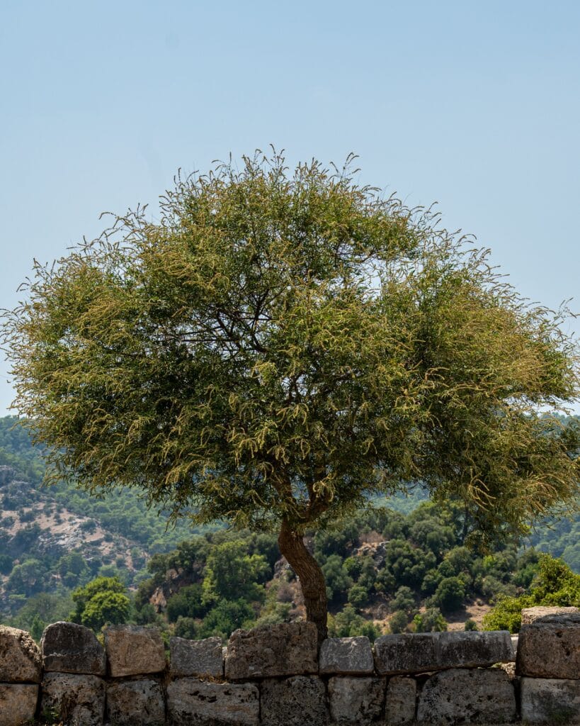 argan oil culture