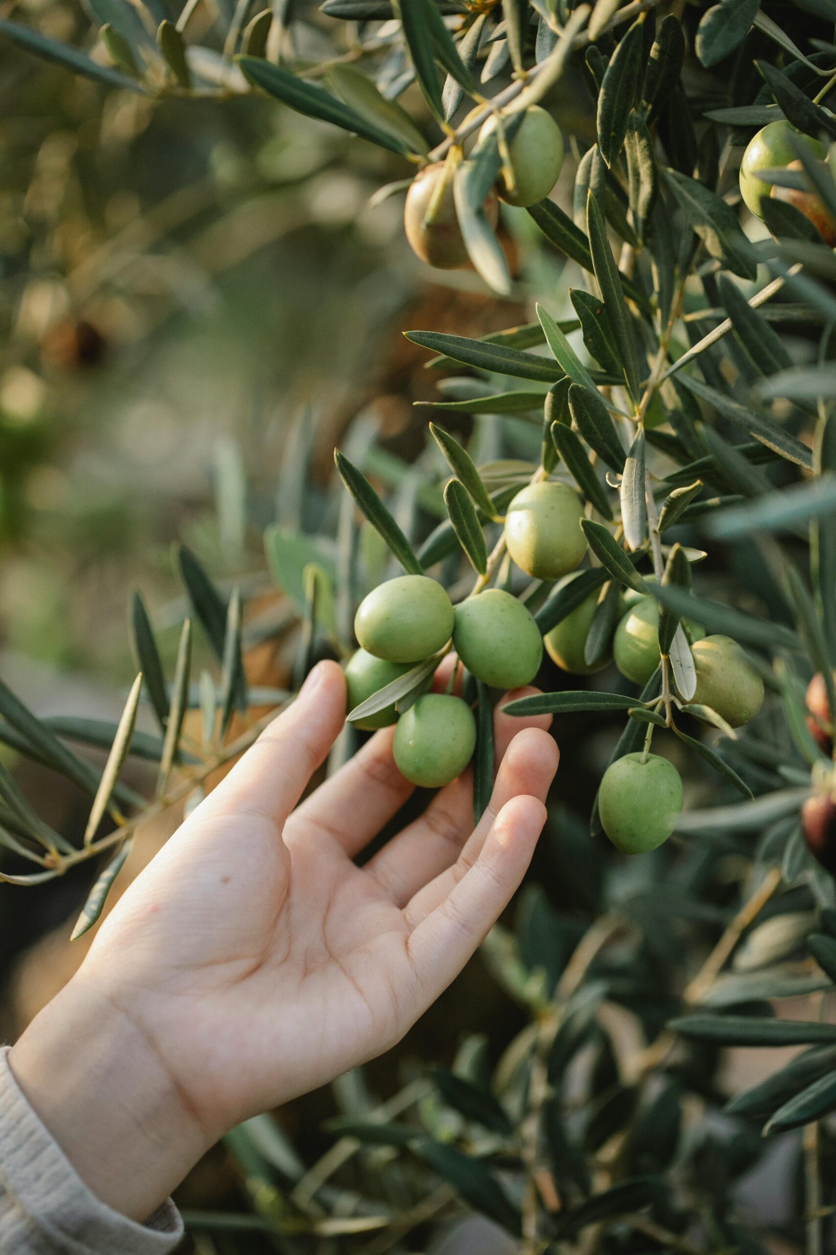 The Olive Tree in Morocco: A Sacred Symbol of Life, Heritage, and Resilience