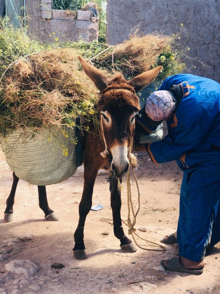 نمط العيش الأمازيغي