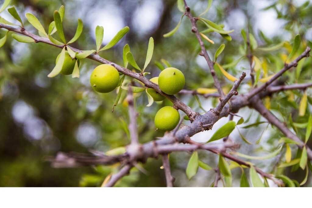 argan morocco