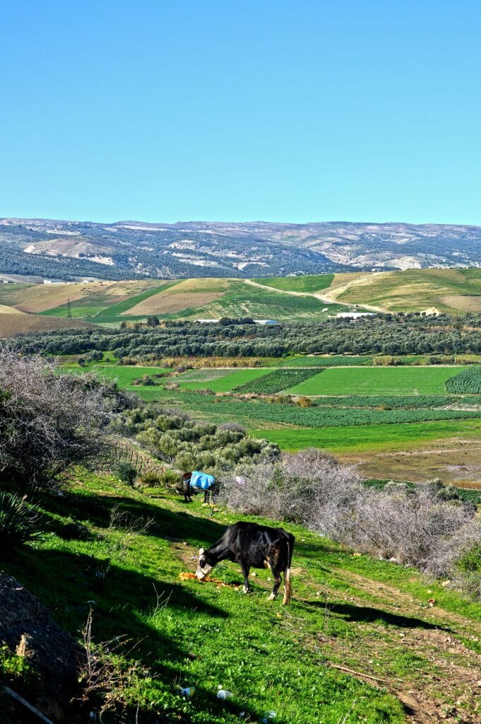 traditions of the Middle Atlas